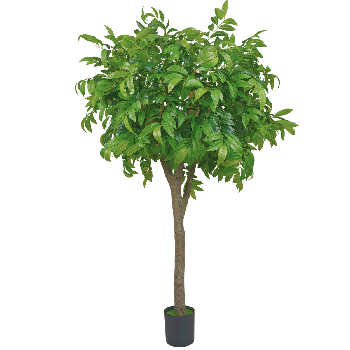 Chestnut Tree__1__200CM