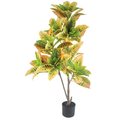 Croton__1__120CM
