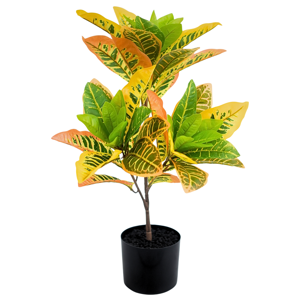 Croton__1__60CM