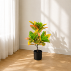 Croton__1__60CM