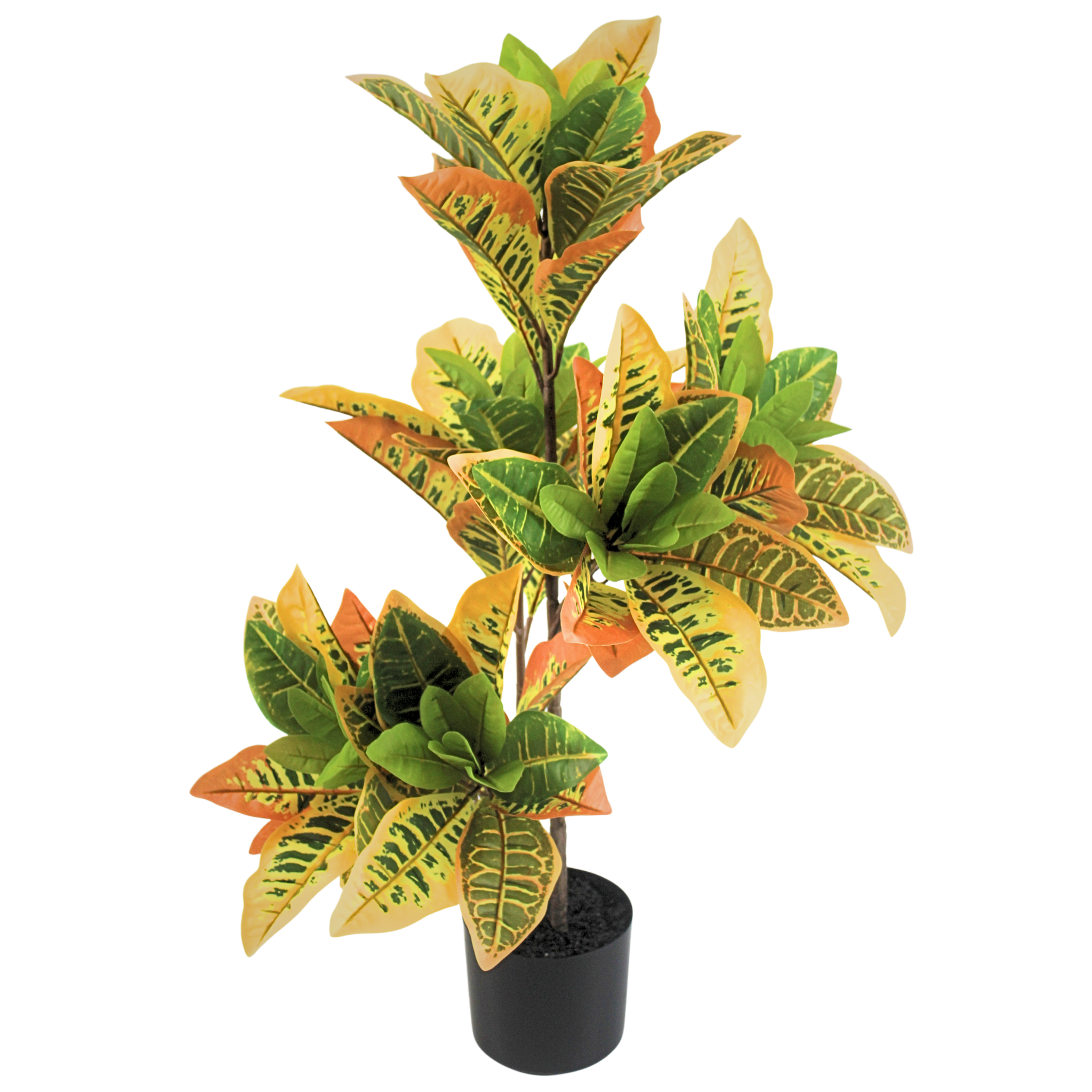 Croton__1__90CM