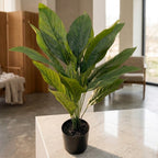 Dieffenbachia Plant__1__60CM