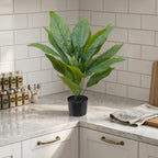 Dieffenbachia Plant__1__60CM