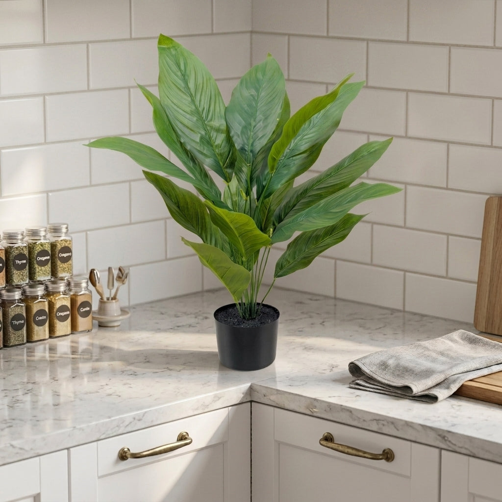 Dieffenbachia Plant__1__60CM