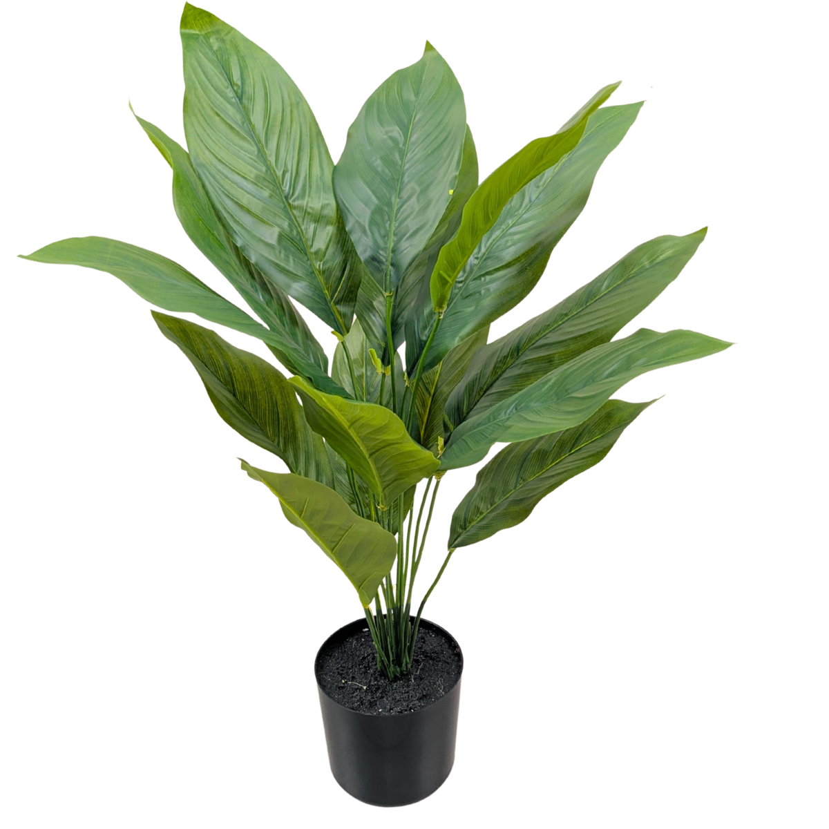 Dieffenbachia Plant__1__60CM