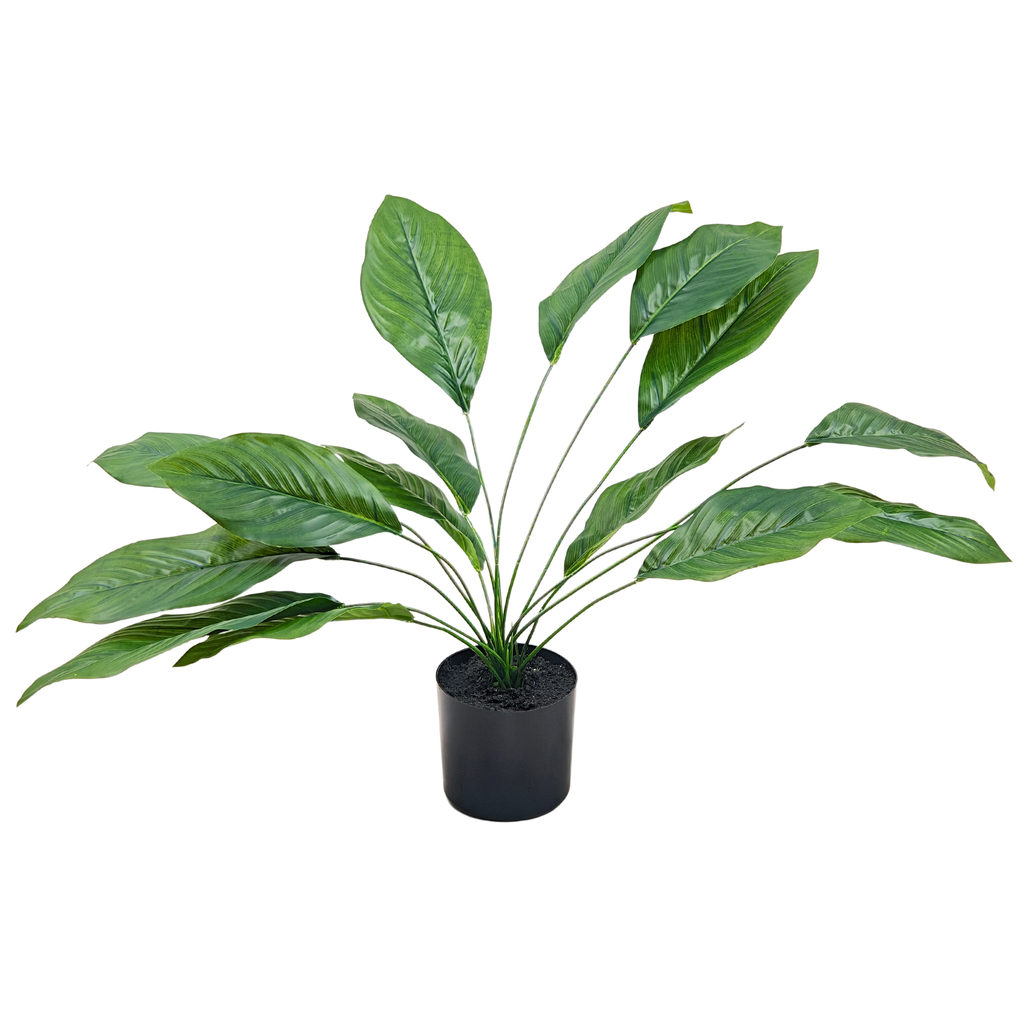 Dieffenbachia Plant__1__60CM