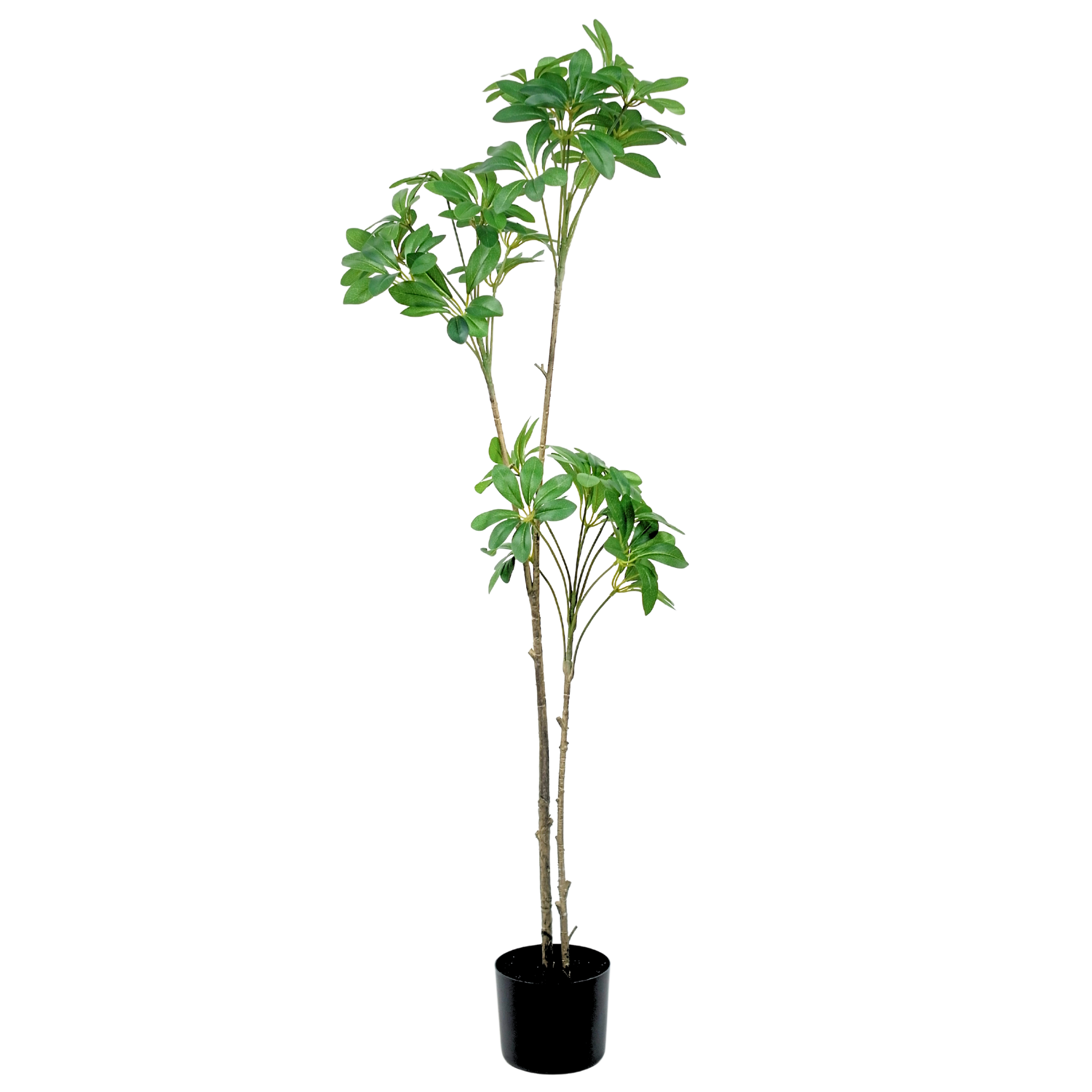 Duckfoot Wood (green)__2__120CM