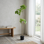 Duckfoot Wood (green)__2__120CM