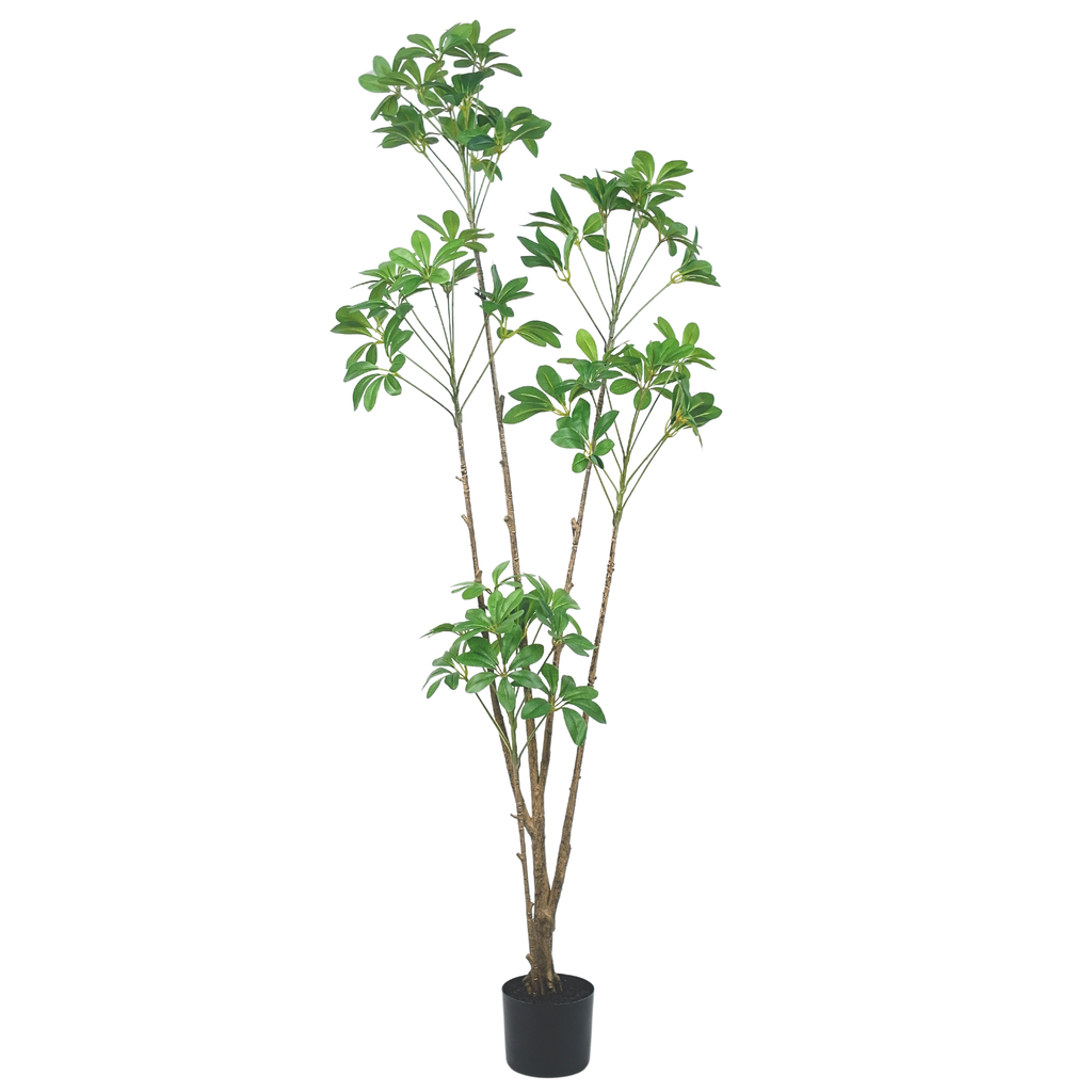 Duckfoot Wood (green)__2__165CM