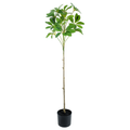 Duckfoot Wood (green)__2__90CM