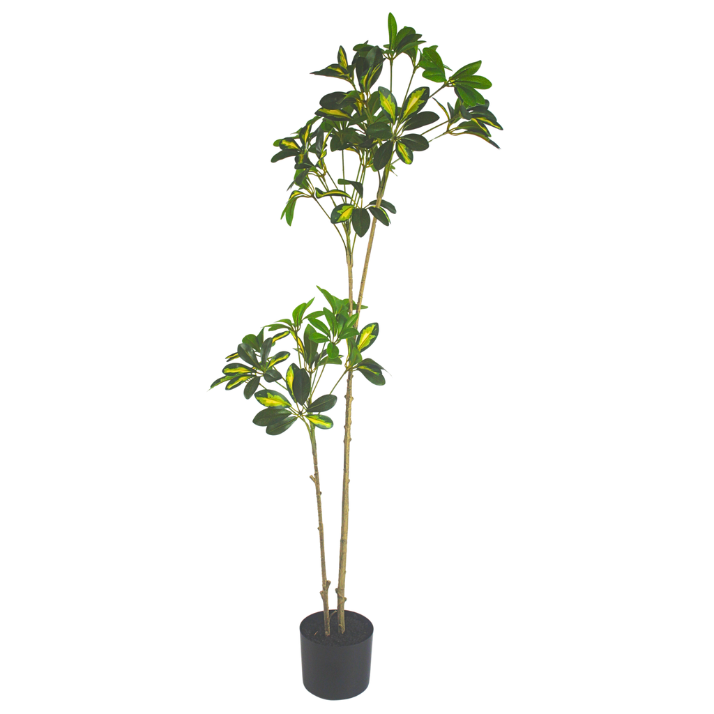 Duckfoot Wood (yellow)__1__120CM