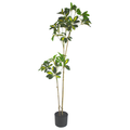 Duckfoot Wood (yellow)__1__120CM