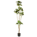 Duckfoot Wood (yellow)__1__165CM