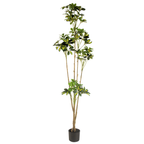 Duckfoot Wood (yellow)__1__165CM