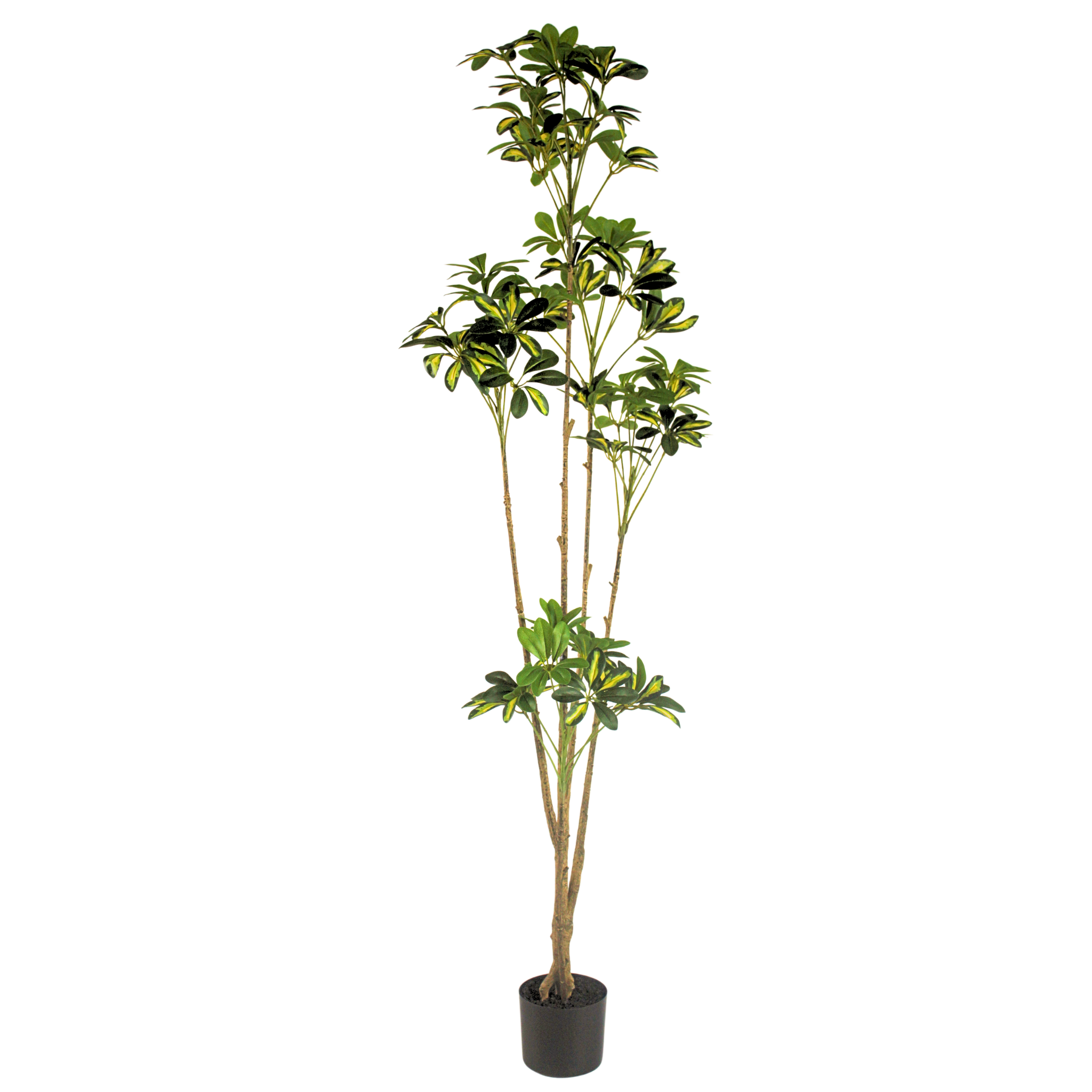 Duckfoot Wood (yellow)__1__165CM