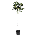 Duckfoot Wood (yellow)__1__90CM