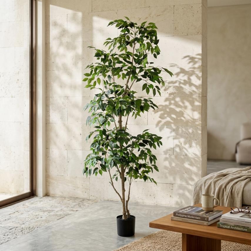 Ficus Tree (short leaves)__1__210CM