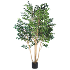 Ficus Tree (short leaves)__1__250CM