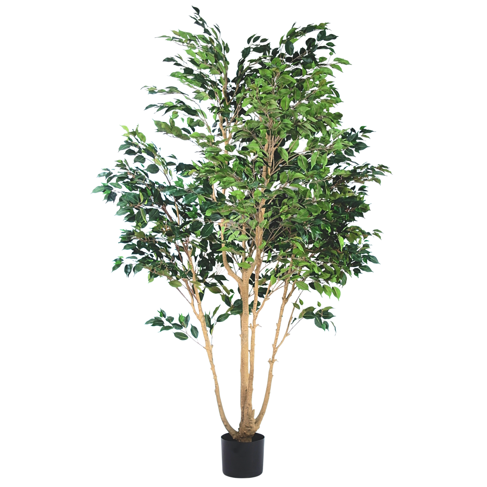 Ficus Tree (short leaves)__1__250CM