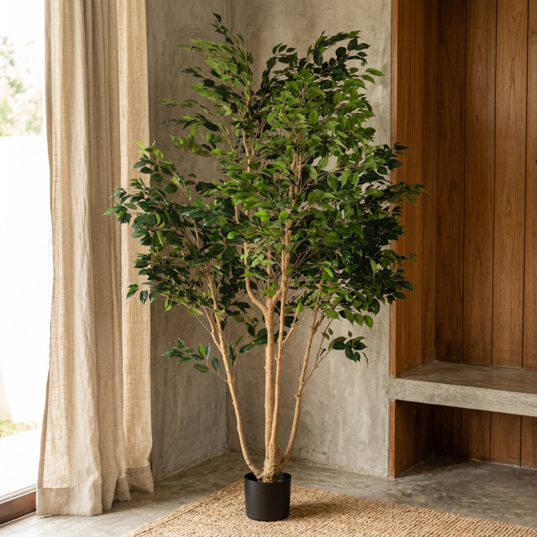 Ficus Tree (short leaves)__1__250CM