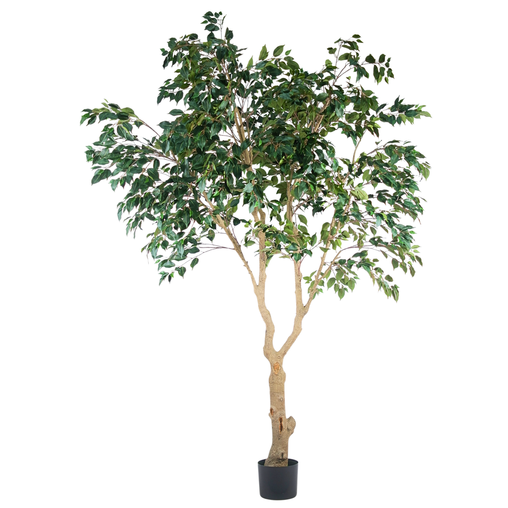Ficus Tree (short leaves)__1__280CM