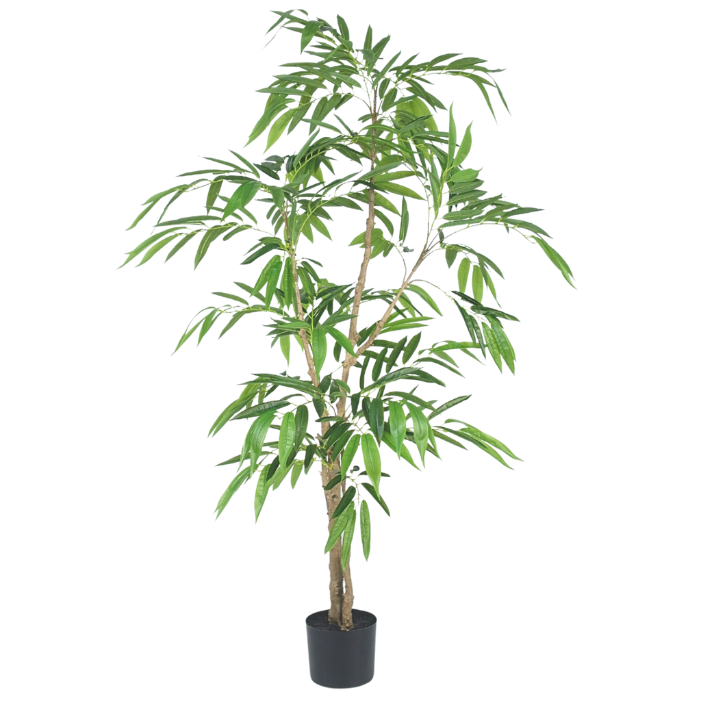 Ficus Tree (long leaves)__2__160CM