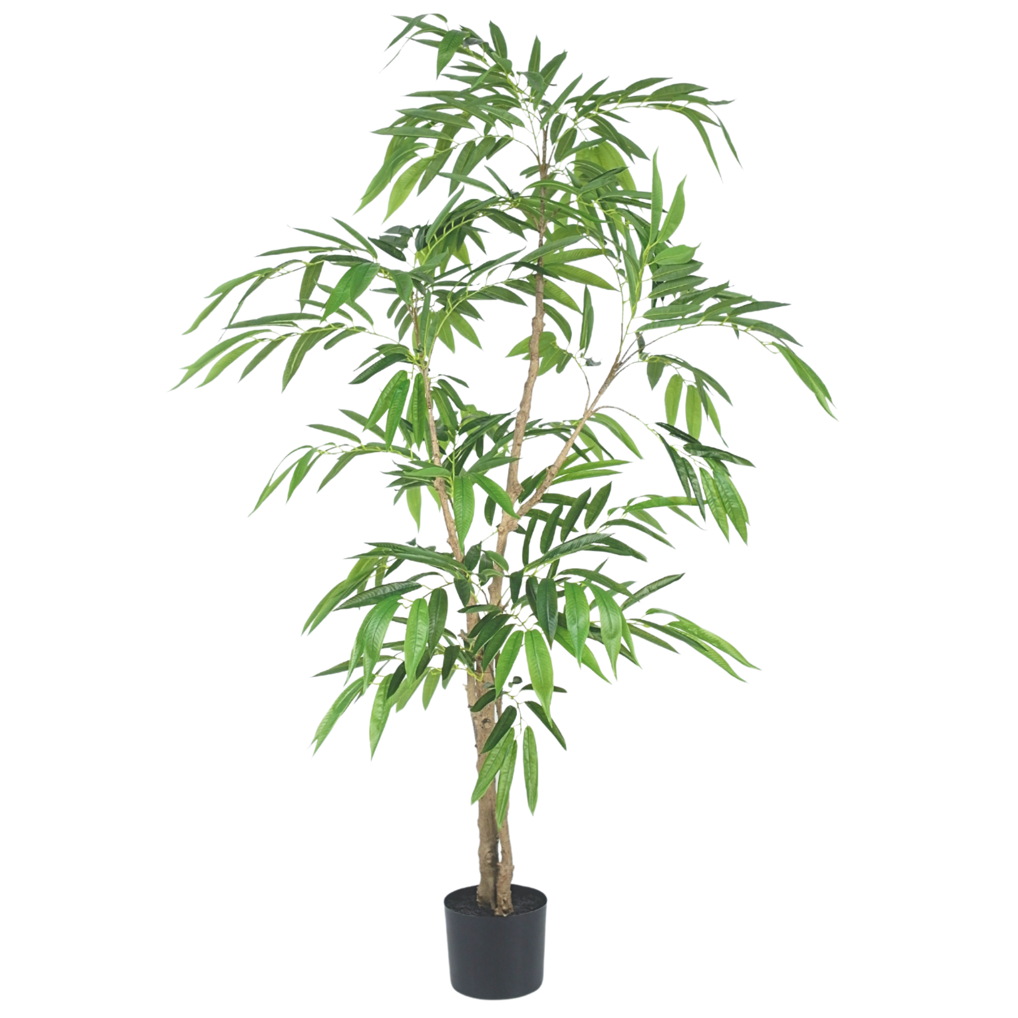 Ficus Tree (long leaves)__2__160CM