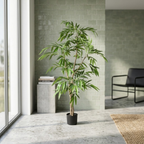 Ficus Tree (long leaves)__2__160CM