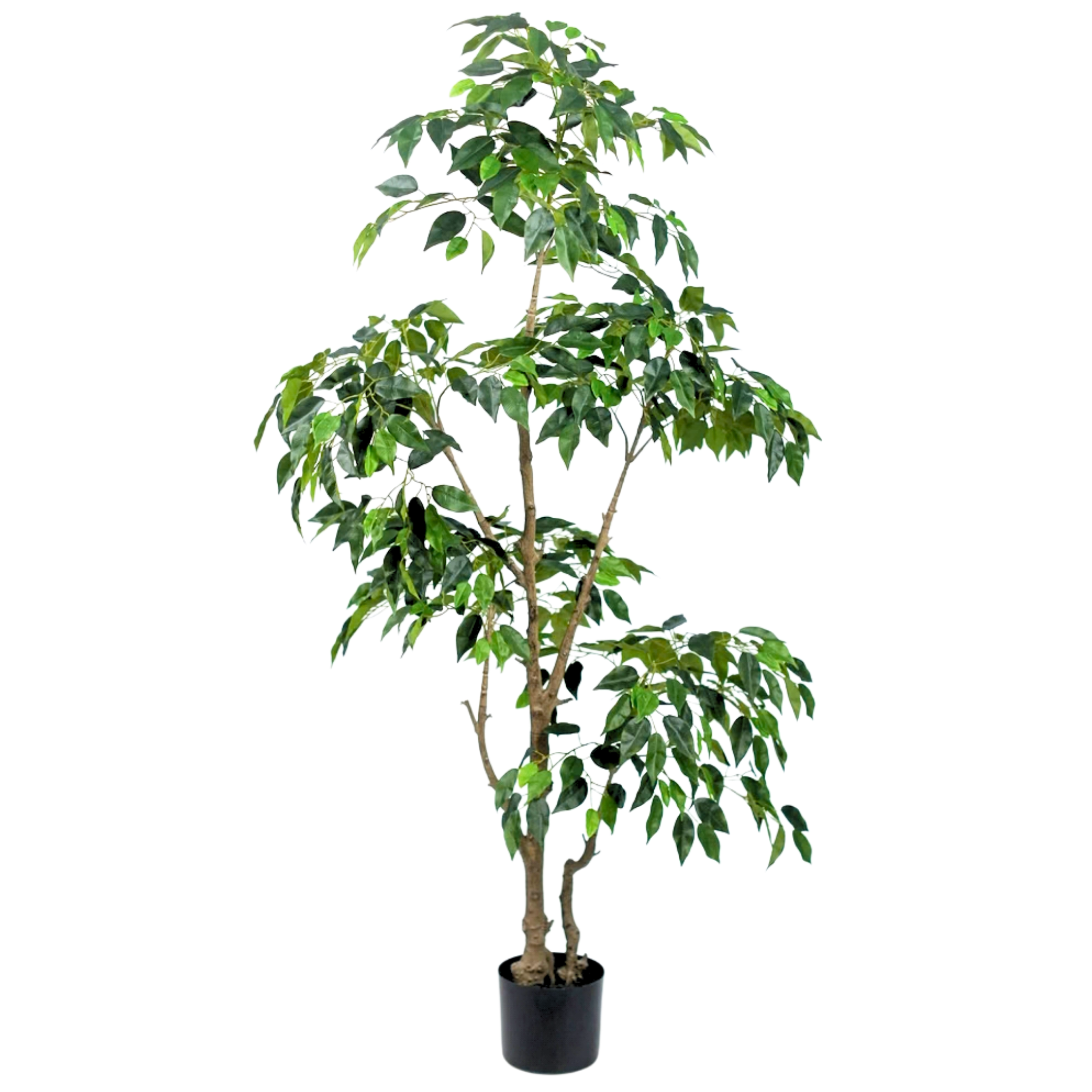 Ficus Tree (short leaves)__1__160CM