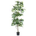 Ficus Tree (short leaves)__1__210CM