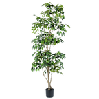 Ficus Tree (short leaves)__1__210CM