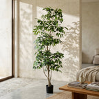 Ficus Tree (short leaves)__1__210CM