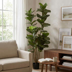 Fiddle Leaf Fig Tree__1__220CM