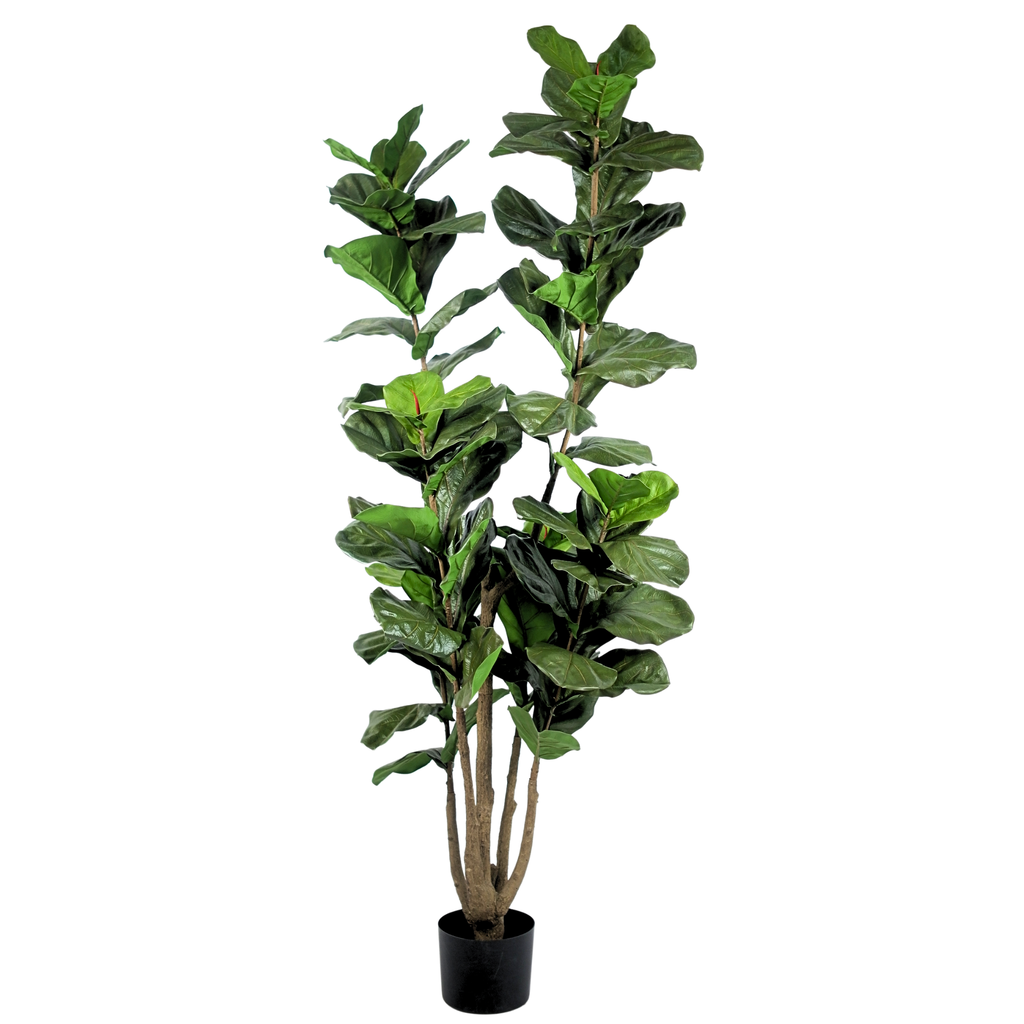Fiddle Leaf Fig Tree__1__220CM