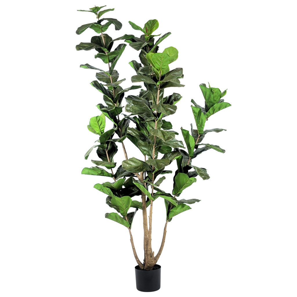 Fiddle Leaf Fig Tree__1__260CM