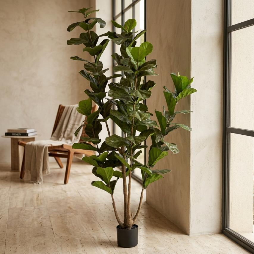 Fiddle Leaf Fig Tree__1__260CM