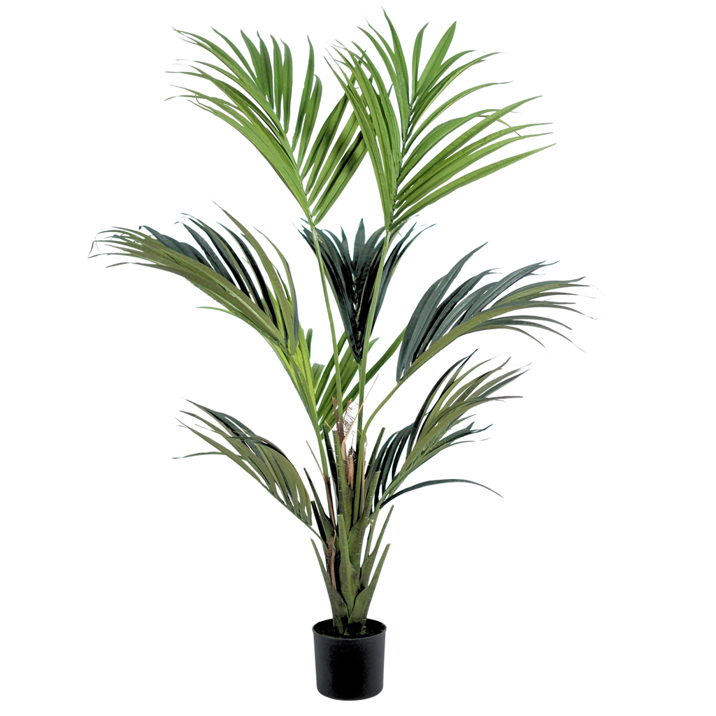 Kentia Palm__1__150CM