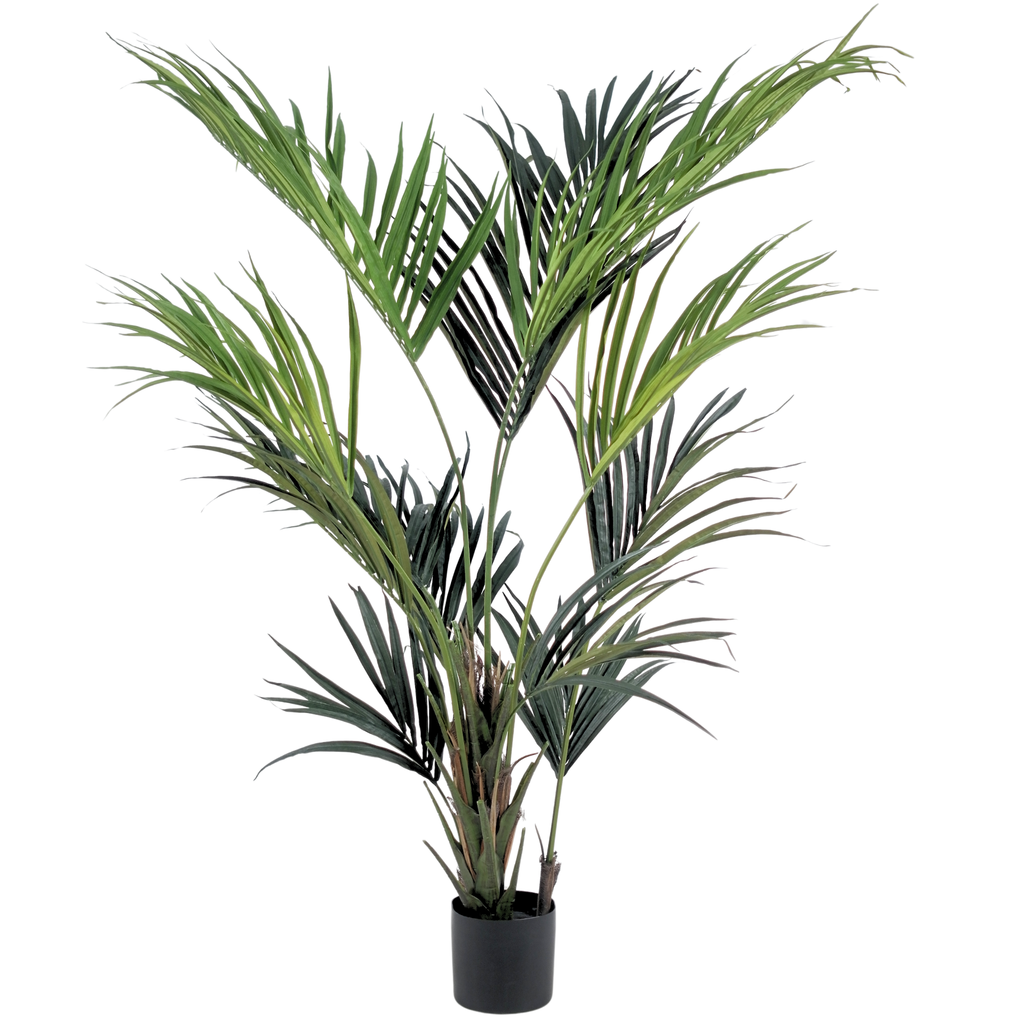 Kentia Palm__1__180CM