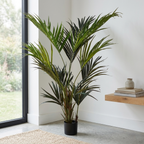 Kentia Palm__1__180CM