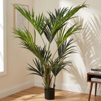 Kentia Palm__1__180CM