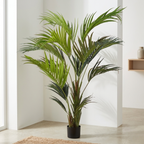 Kentia Palm__1__210CM