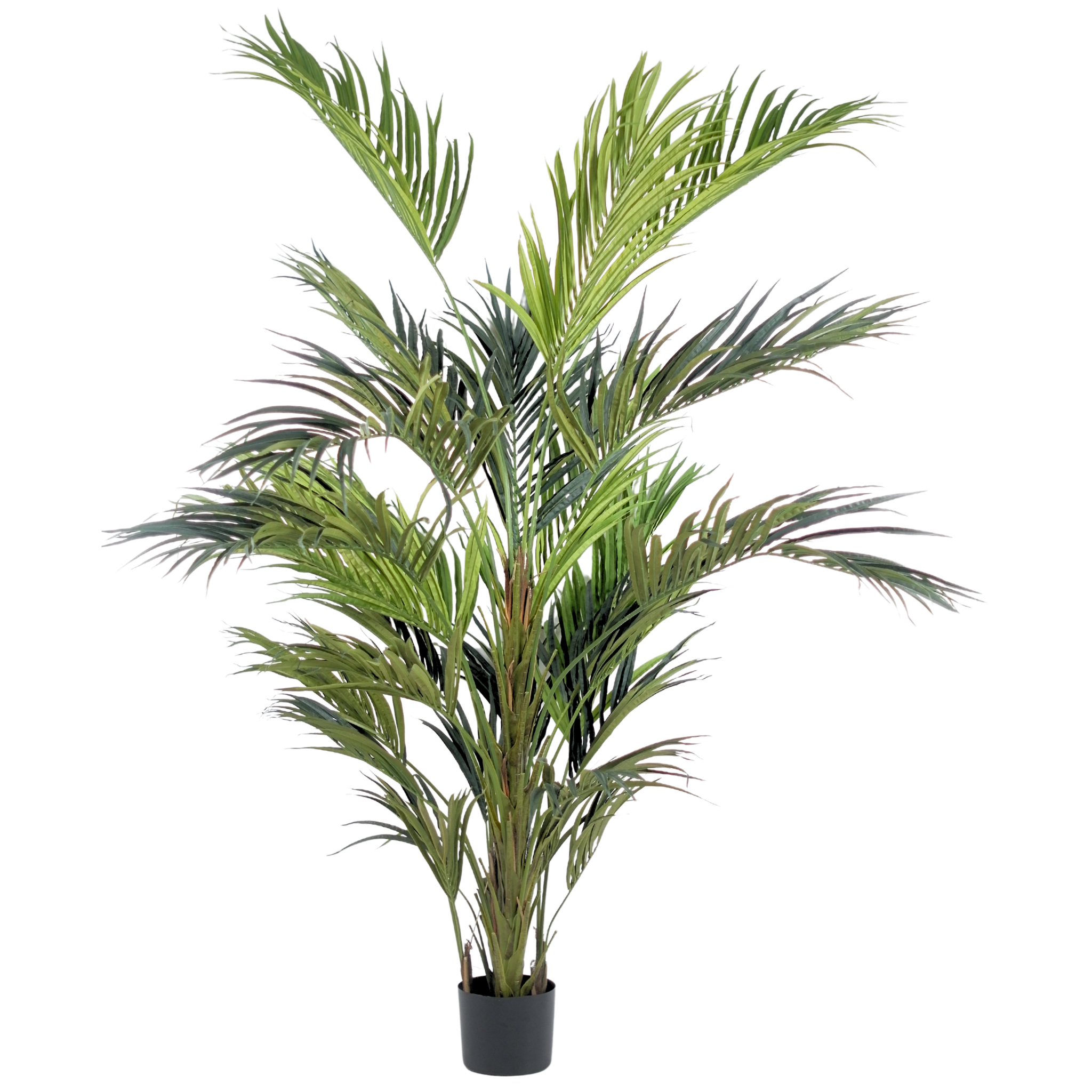 Kentia Palm__1__280CM
