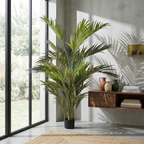 Kentia Palm__1__280CM