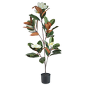 Magnolia Tree__1__120CM