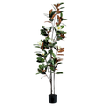 Magnolia Tree__1__210CM