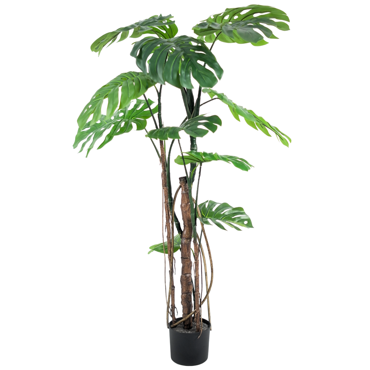 Monstera__1__160CM