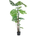 Monstera__1__200CM