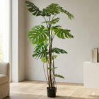 Monstera__1__200CM