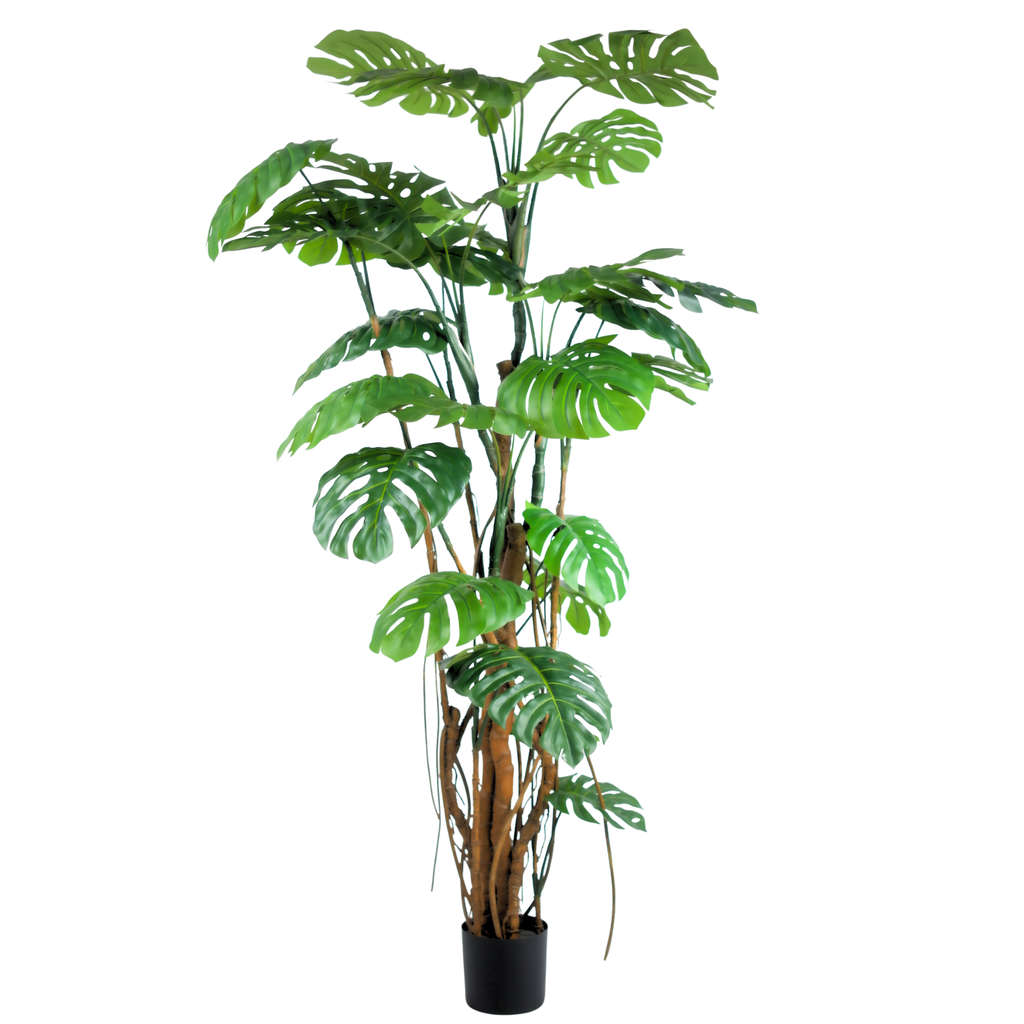 Monstera__1__240CM