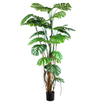Monstera__1__240CM